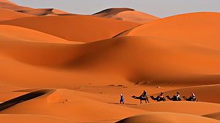 people riding camel on desert