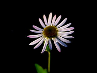 selective focus photography of Daisy flower HD wallpaper