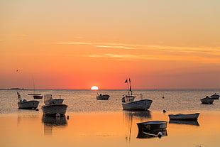 photo of eight sailboats on sea during sunset