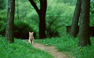 orange tabby cat on pathway HD wallpaper