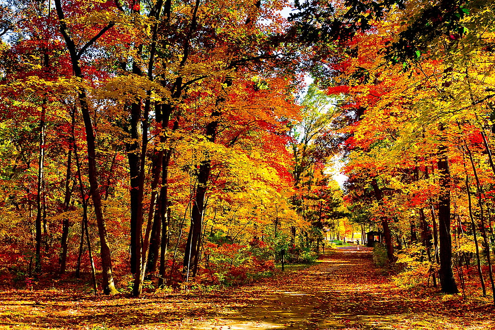 photography of orange and yellow leaves trees during daytime HD wallpaper