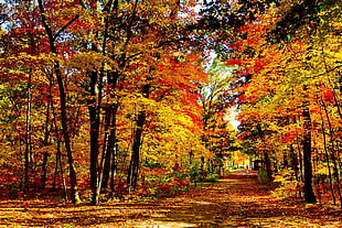 photography of orange and yellow leaves trees during daytime HD wallpaper