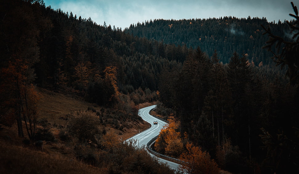 brown dried forest, Road, Movement, Forest HD wallpaper
