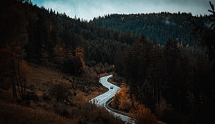 brown dried forest, Road, Movement, Forest HD wallpaper