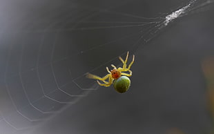 close-up photography of green and red spider
