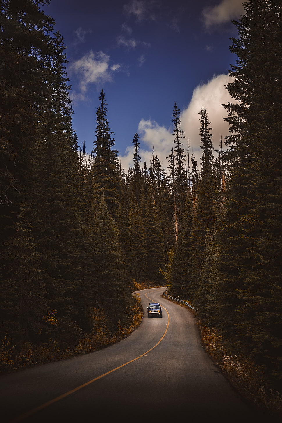 gray asphalt road, Road, Auto, Trees HD wallpaper