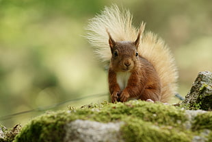 close-up photography of brown Squirrel HD wallpaper