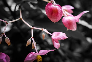 pink flower HD wallpaper