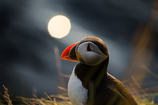shallow photography on Atlantic Puffin during nighttime HD wallpaper