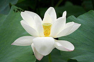 close-up photography of white Lotus flower and Lily pads