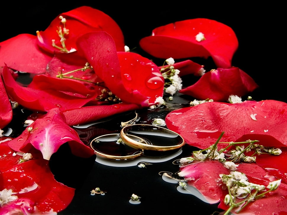 gold-colored wedding rings surrounded of red petal flowers HD wallpaper