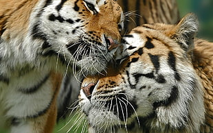 two brown tigers HD wallpaper