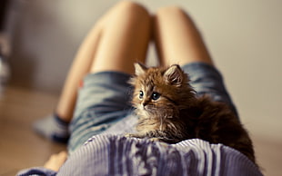 medium-coated brown kitten on person's belly HD wallpaper