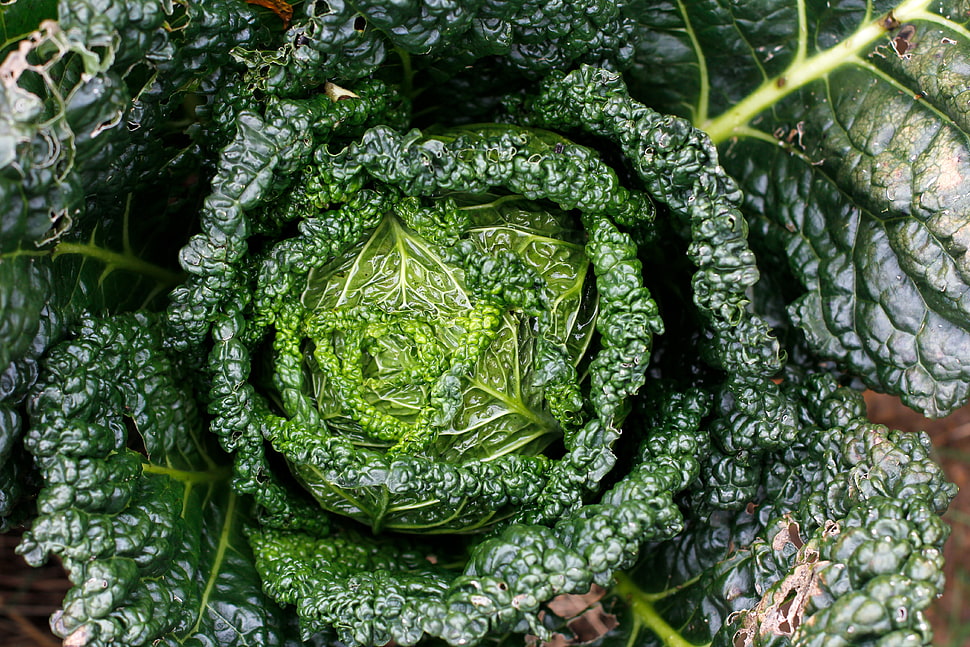 green leaf plant, Cabbage, Greens, Leaves HD wallpaper