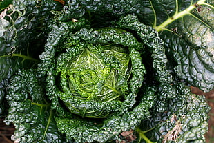 green leaf plant, Cabbage, Greens, Leaves