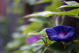 photo of purple flower HD wallpaper