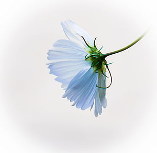 closeup photography of white daisy flower HD wallpaper