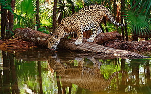 wildlife photography of brown jaguar on body of water HD wallpaper