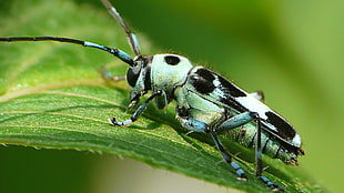 green and black grasshopper on green leaf