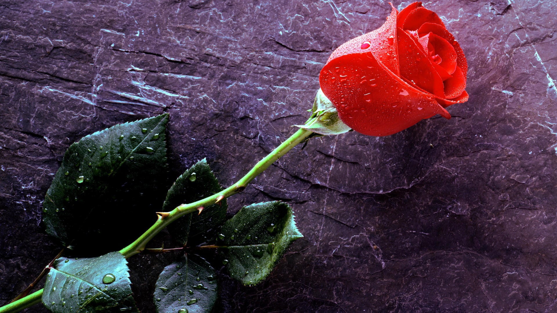 Red rose, flowers, rose, water drops HD wallpaper | Wallpaper Flare