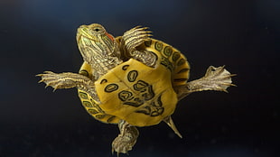 closeup photo of brown and yellow turtle