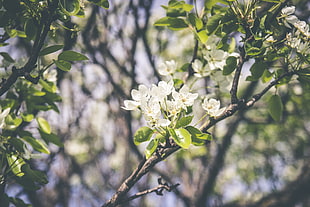 photo of white petaled flower on branch