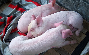 three piglets in close up photo HD wallpaper