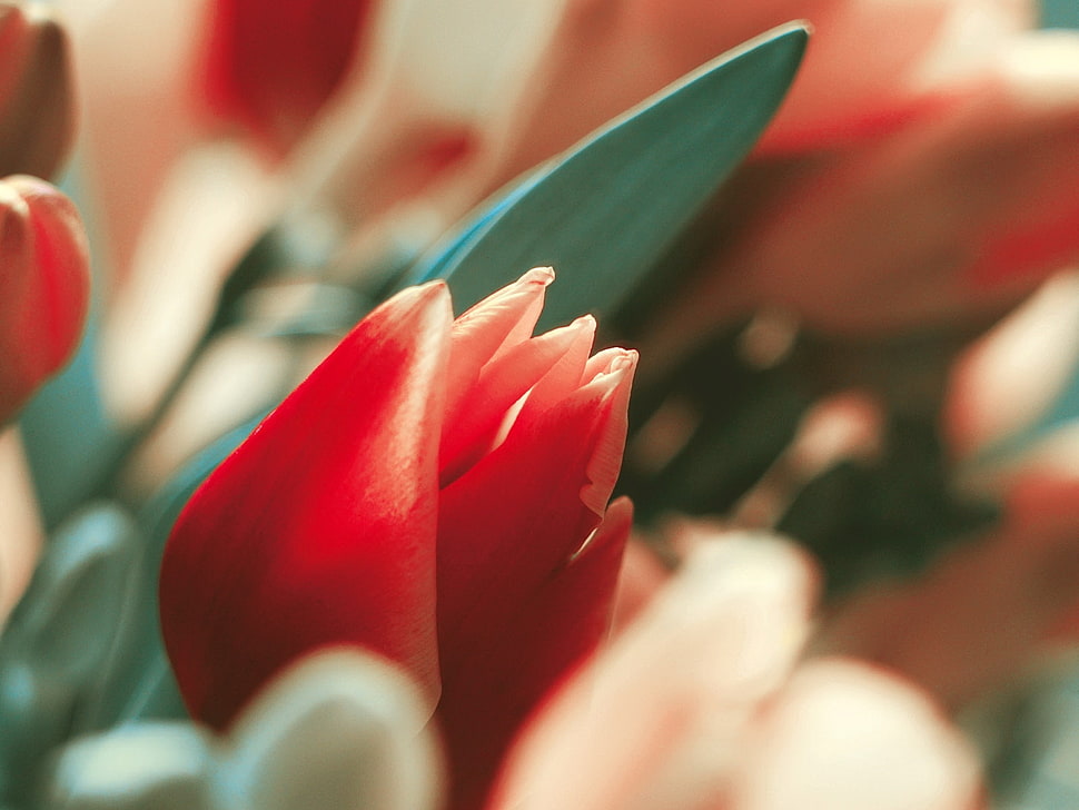red Tulips in macro photography HD wallpaper