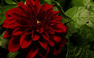red Dahlia closeup photography HD wallpaper