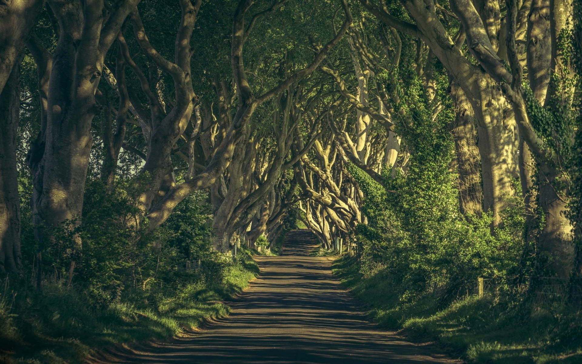 dirt path between trees, path, sunlight, trees, landscape