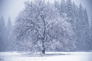 snow covered tree during daytime