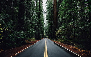 road between pine trees