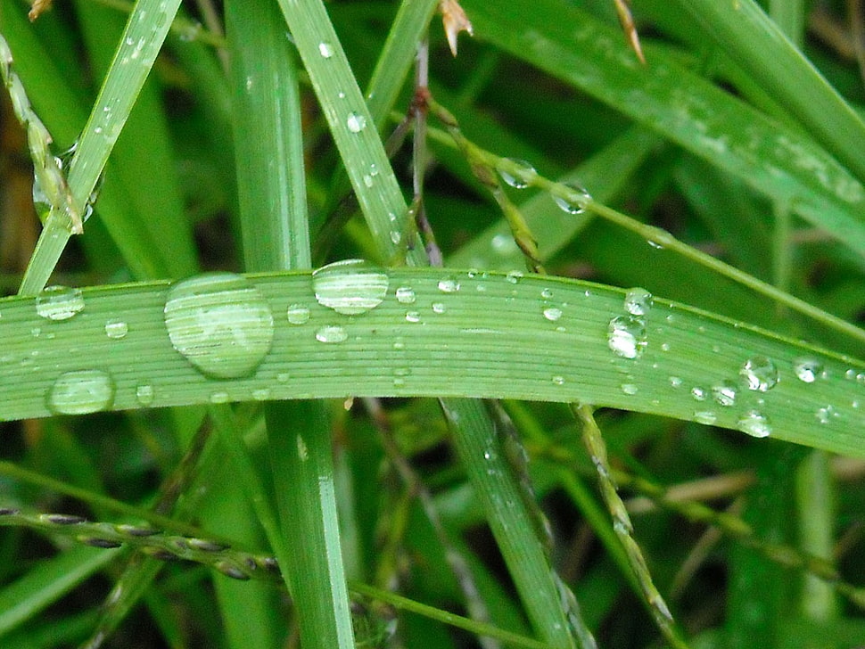 water droploets on green grass HD wallpaper