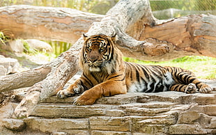 orange and black tiger, tiger, animals, big cats HD wallpaper