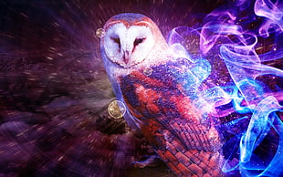 barn owl with purple, blue, and pink flamed as background photo HD wallpaper