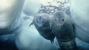 two gray sea lions, seals, animals, underwater HD wallpaper