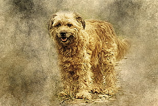 long-fur brown dog, Dog, Art, Fluffy HD wallpaper
