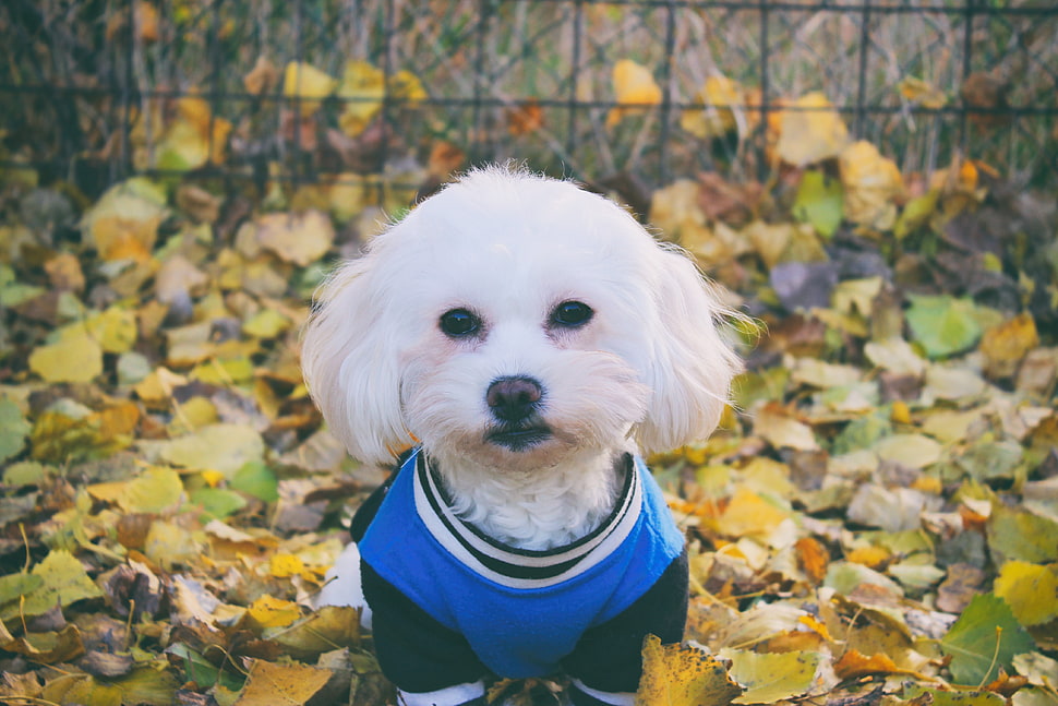 long-coated white puppy, Maltese dog, Dog, Muzzle HD wallpaper