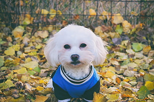 long-coated white puppy, Maltese dog, Dog, Muzzle