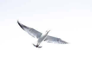 flying white bird HD wallpaper