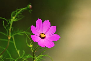 pink Cosmos flower HD wallpaper