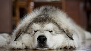 long-coated white and gray dog, dog, animals, sleeping