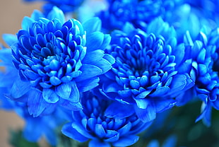 selective focus photography of blue petaled flowers HD wallpaper