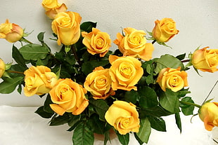 yellow roses with green leaf ornamental flowers