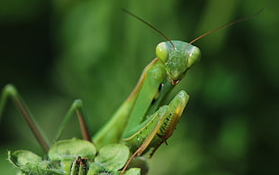close up photo of Praying Mantis