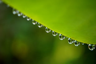 leaf with water droplets