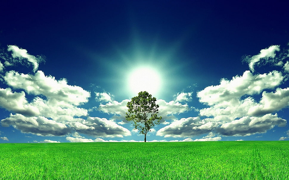green tree under sky during daytime HD wallpaper