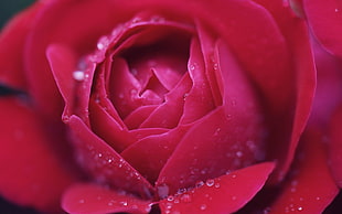 red rose flower in close up photography HD wallpaper