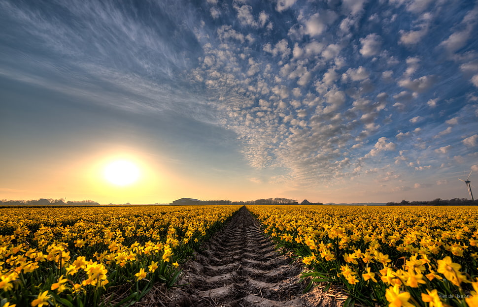 landscape photography field of yellow petaled flowers HD wallpaper