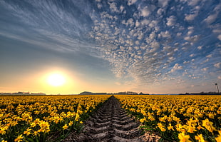 landscape photography field of yellow petaled flowers HD wallpaper